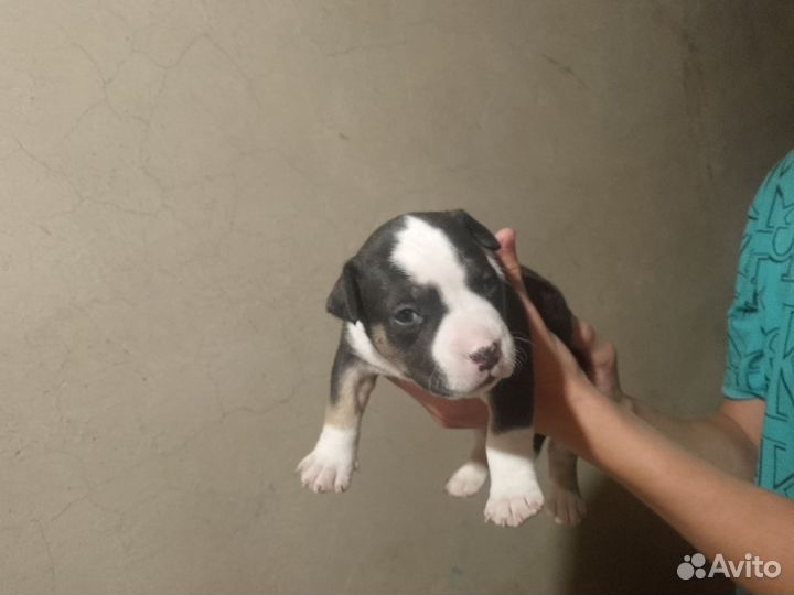 Щенки стаффорда