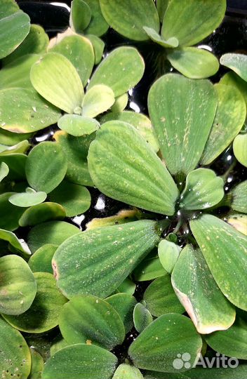 Аквариумный цветок пистия