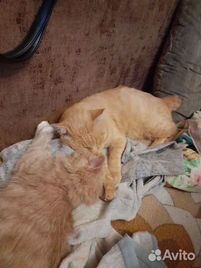 Котята курильский бобтейл