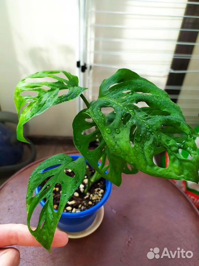 Монстера манки маск