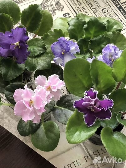 Стартеры фиалок