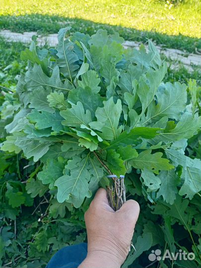 Веники дубовые