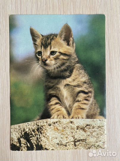 Открытки «Кошки»