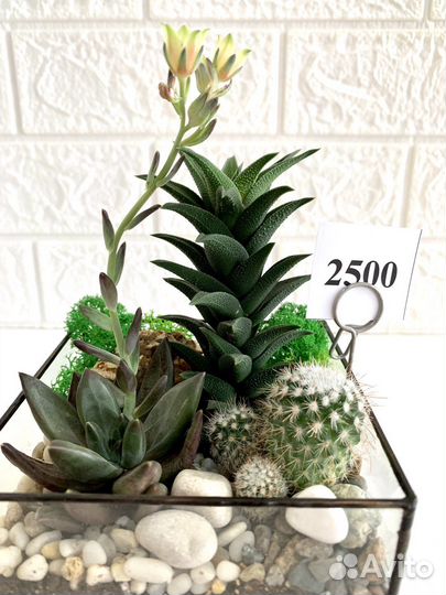 Флорариум в форме куб