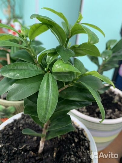 Фикус микрокарпа и клеродендрум Томсона