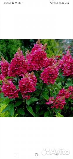 Гортензия метельчатая