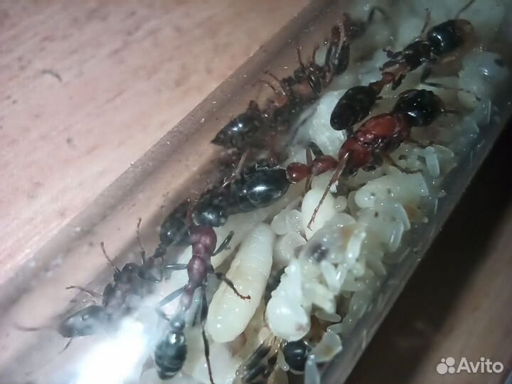 Муравьи, муравьиные фермы, муравьи для фермы