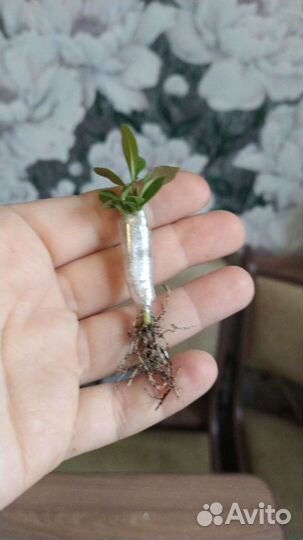 Семена Адениума обессума