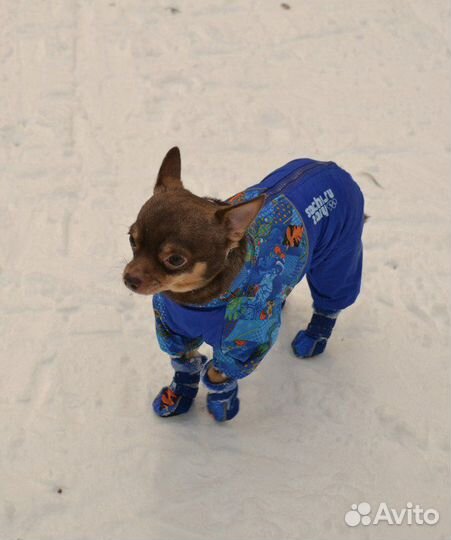 Одежда для собак