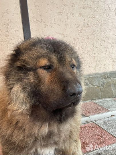Вязка кавказская овчарка
