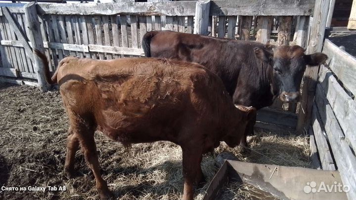 Быки живым весом