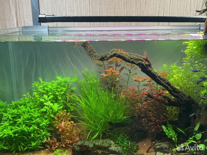 Аквариумные растения