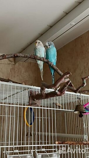 Волнистые попугаи