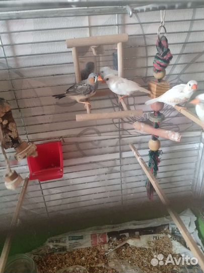 Зебровые амадины