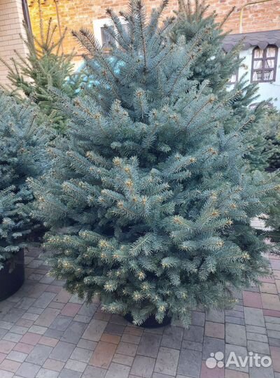 Ель 1.5м