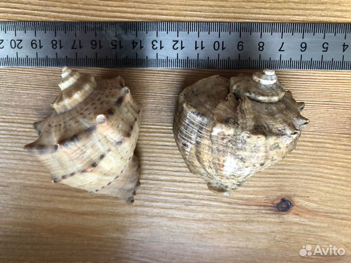 Ракушки Рапана 6 см