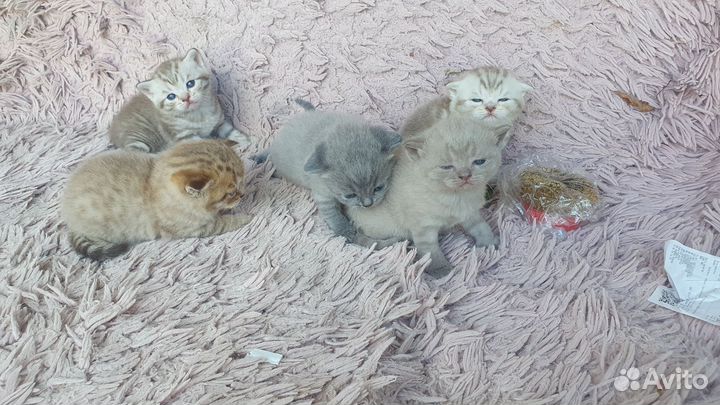 Шотланская