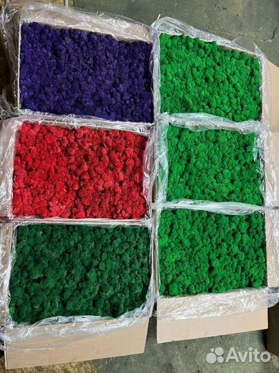 Мох стабилизированный для панно