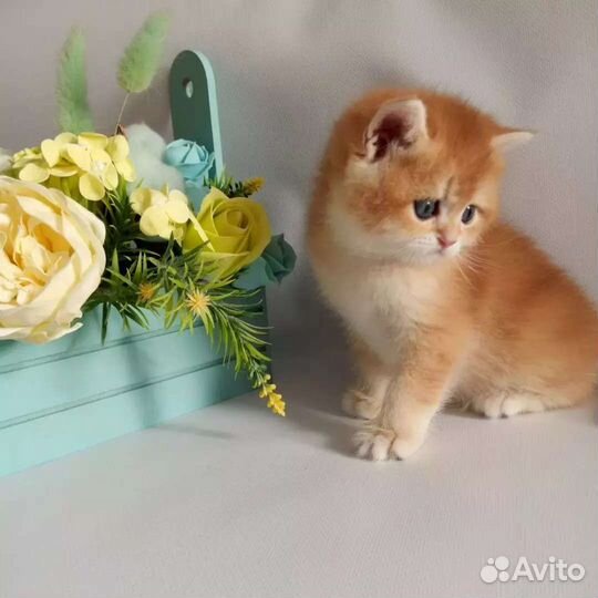 Брит.котята Bri ny12, от шикарных родителей