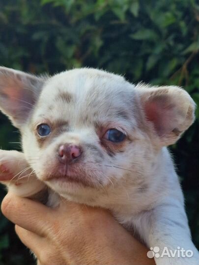 Чихуахуа девочка с редким окрасом лиловый мерль