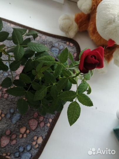 Роза комнатная домашняя