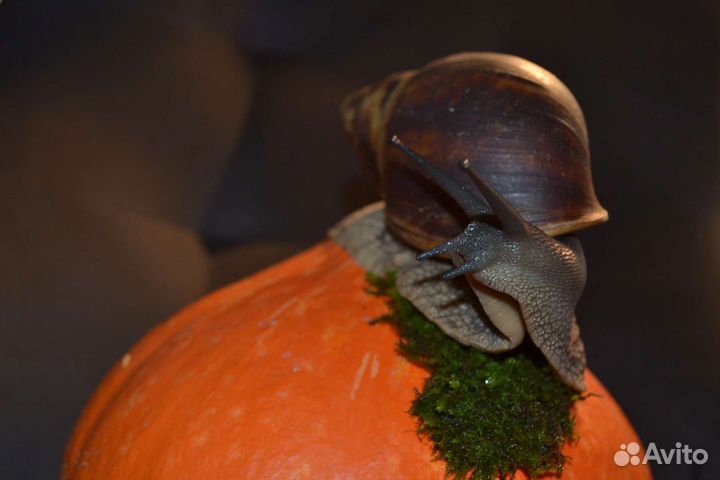 Улитка архахатина маргината маргината