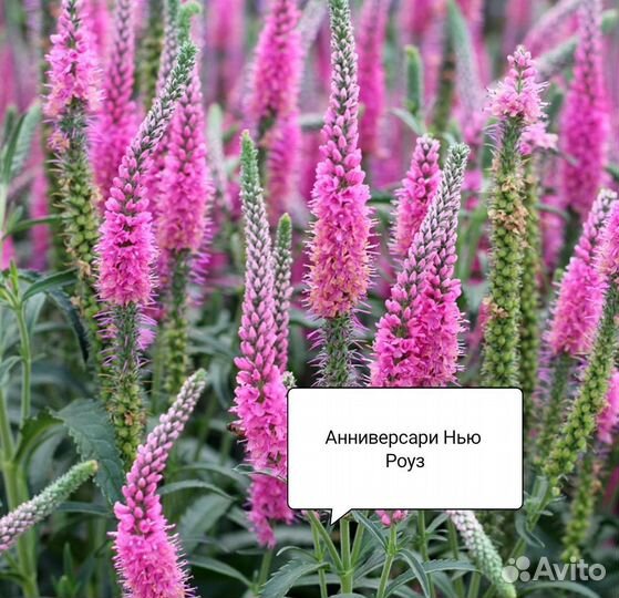 Многолетние цветы Вероника и Вероникаструм