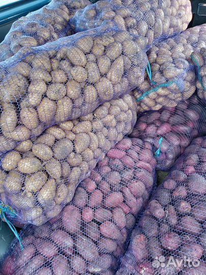 Продам картофель