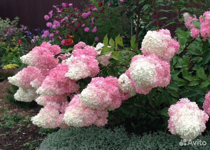 Гортензии метельчатые, древовидные и крупнолистные
