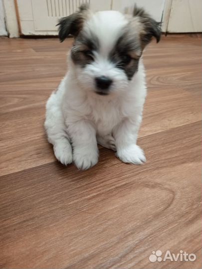 Собака маленькая порода