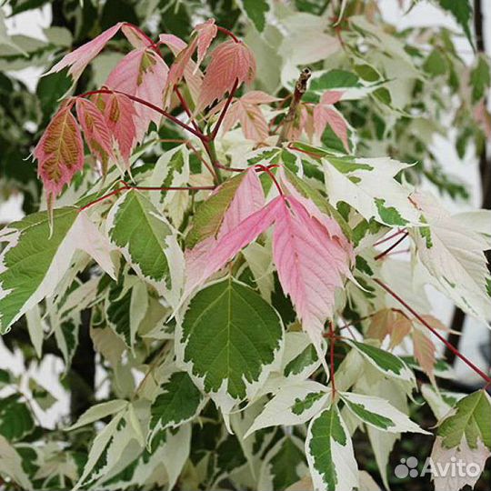 Клён фламинго