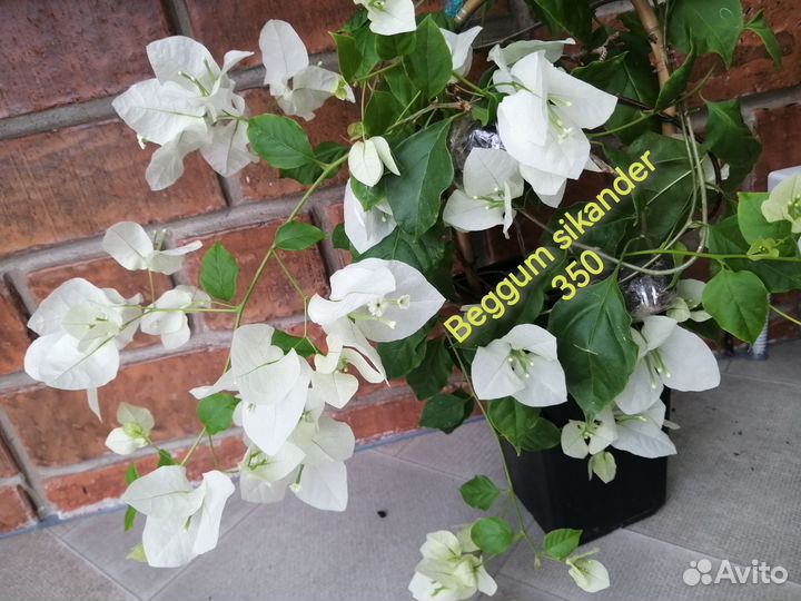 Бугенвиллии