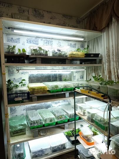 Детки сортовых фиалок