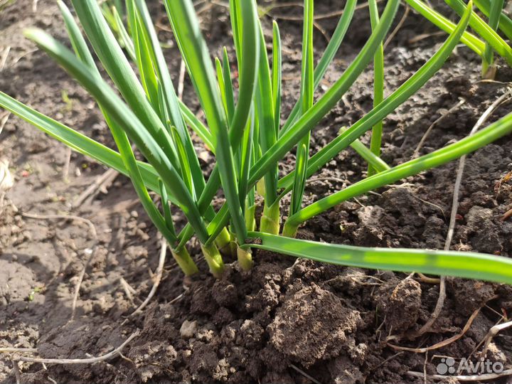 Зелень чеснока