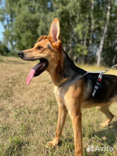 Собака из приюта