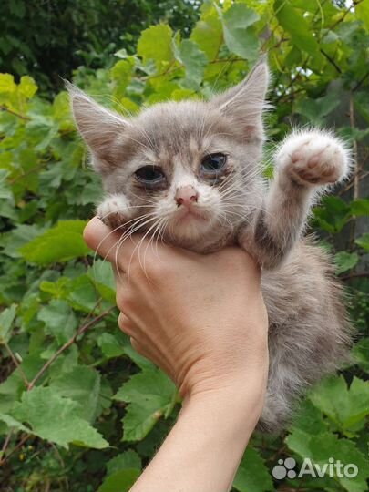 Мини-котёнок в поисках дома