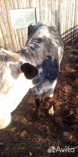 Коровы дойные молочные