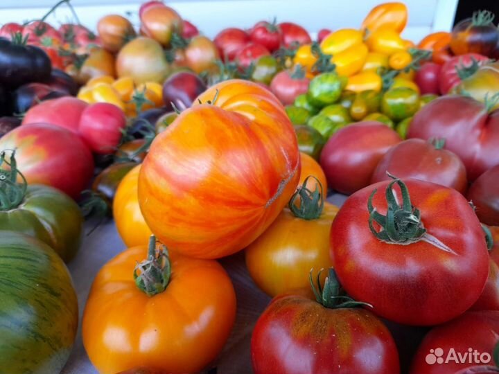 Продаю излишки рассады томатов