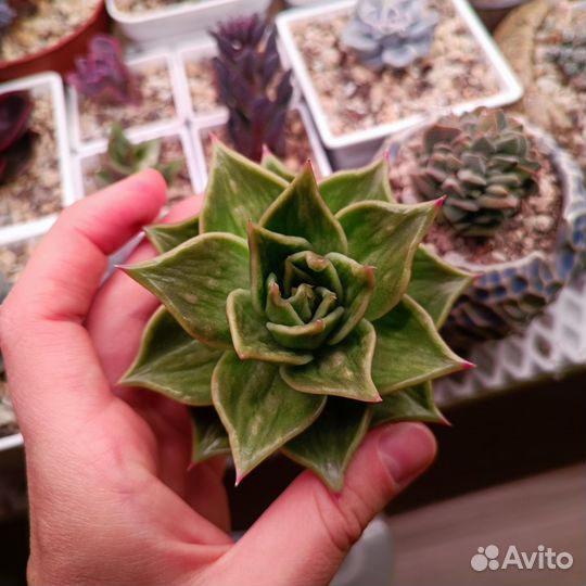 Суккуленты эхеверии 10