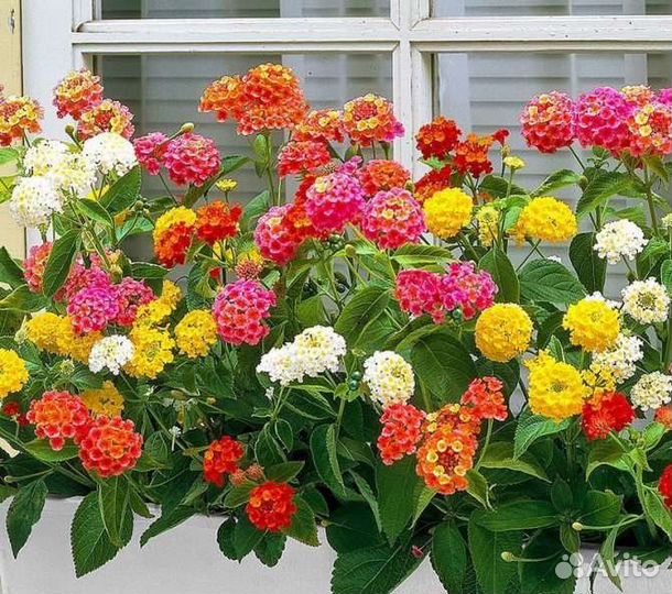 Комнатные цветы Лантана, Фуксия Thalia