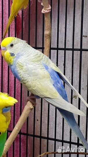 Волнистый попугай