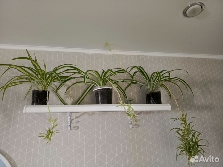 Полезные для дома и здоровья растения