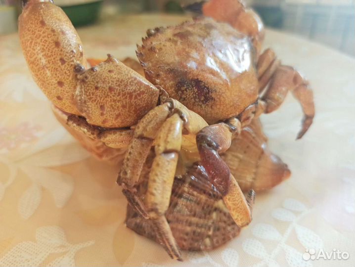 Пепельница из ракушек Крым