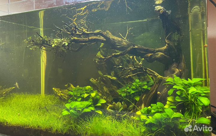 Аквариум
