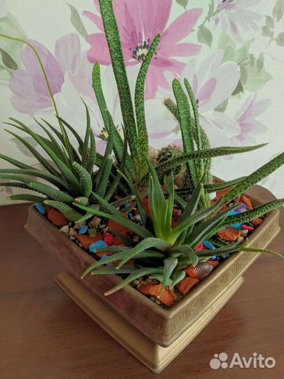 Кактусы и суккуленты
