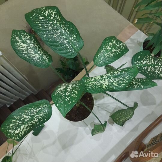 Диффенбахия пятнистая