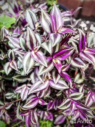 Традесканция Зебрина и не только