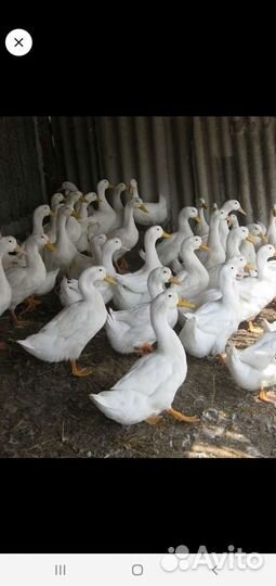 Мясо кролика