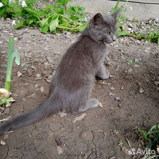 Котики бесплатно в добрые руки