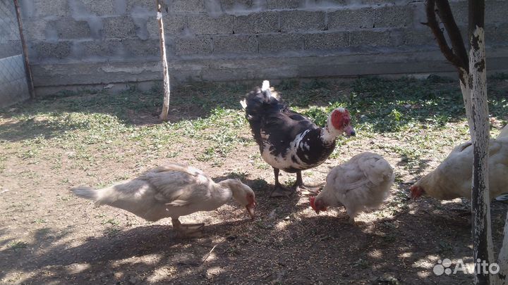 Куры петухи